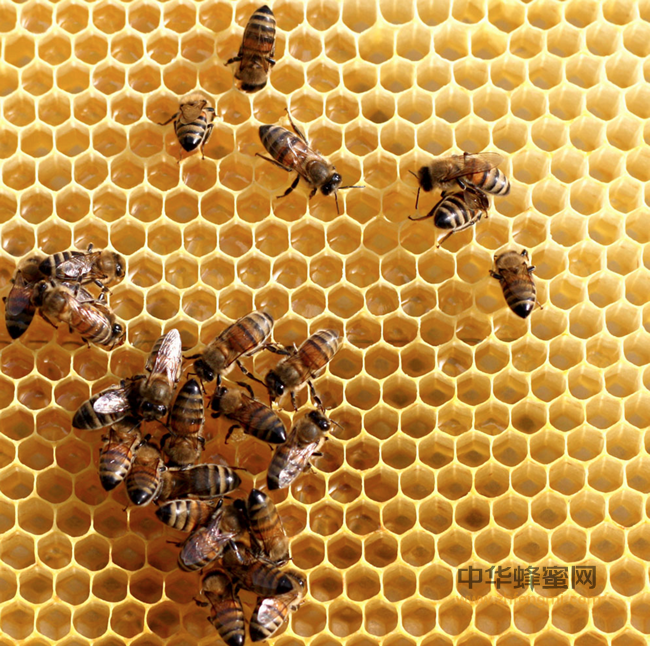 蜂花粉的天然功效-胜过任何化妆品