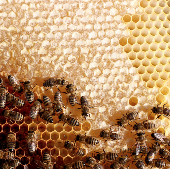 蜂蜜的常识性错误，看你犯了几条？