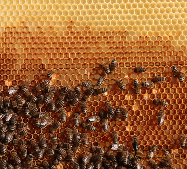 蜂王浆创造生命神奇，延长寿命几十倍！