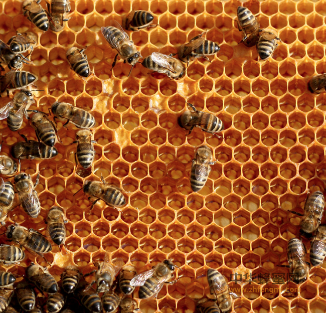 蜂蜜原蜜为什么营养价值更比超市蜜高？