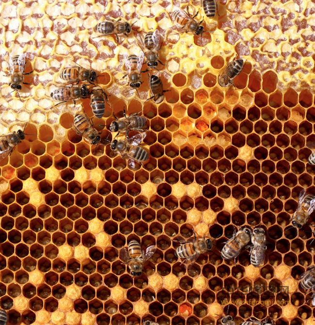 冬天蜂蜜这么吃，吃几个瘦几个，听无数不如试一次，再不吃等一年