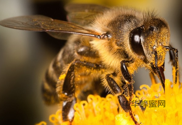 蜂花粉是怎么来的呢？