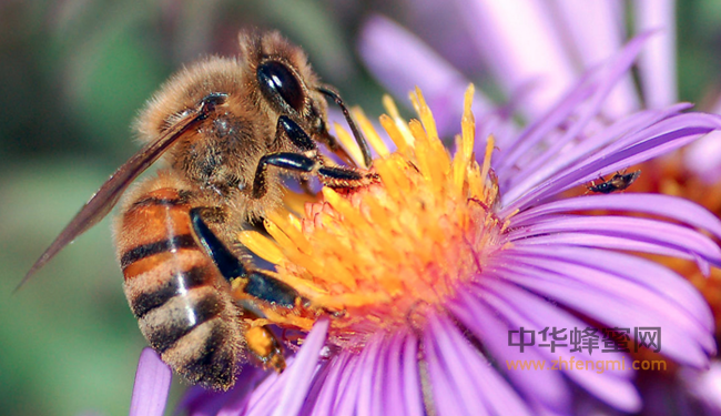 全球蜂蜜产量及主要蜜源产区盘点——北美洲蜜源