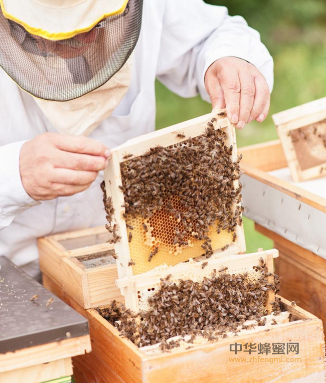 蜂花粉的最佳服用时间...让更多人知道！