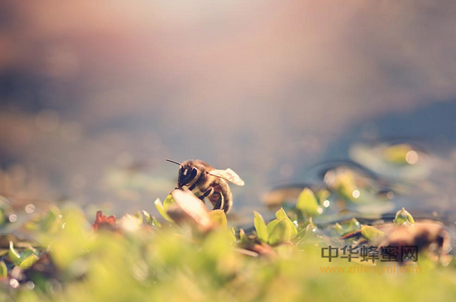 老蜂农揭秘：蜂蜜到底为什么好？