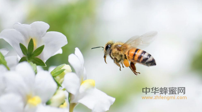 五种蜂蜜吃法，防秋燥又抗衰老！