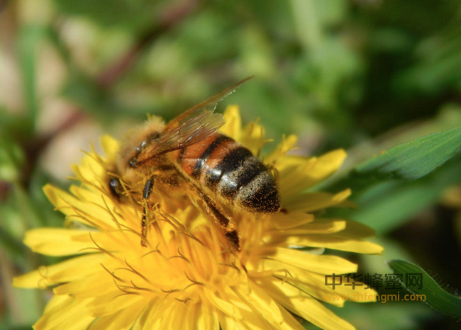 六种蜂蜜喝法治小病