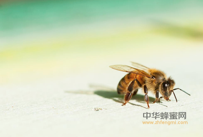 蜂花粉的十大功效，怪不得这么受欢迎！