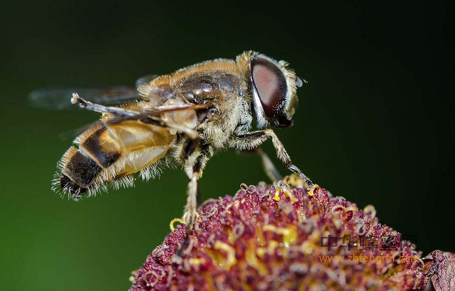 ​蜜蜂蜇人却会失去生命，微焦镜头下是怎样的过程呢？