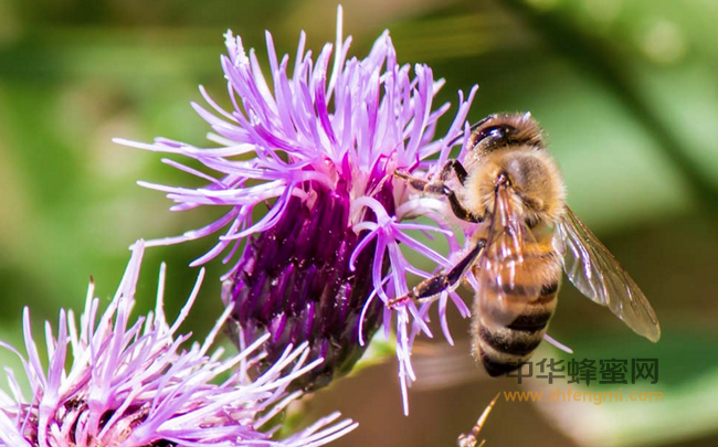 蜜蜂育种｜雄蜂精液采集量与季节环境变化关系的研究