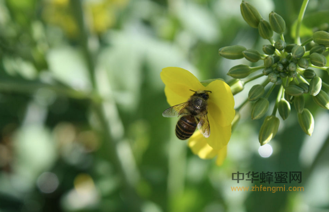 蜜蜂春季饲养经验谈