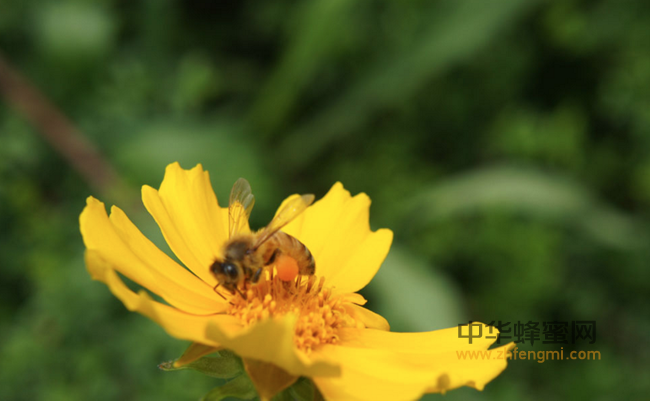 养蜂受哪些因素影响