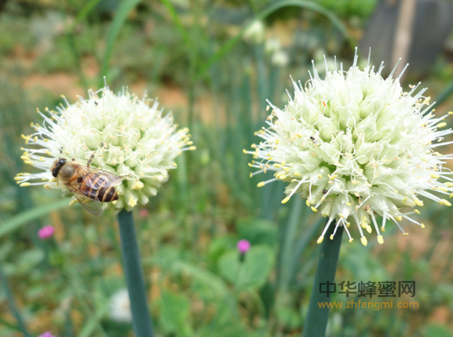 蜂蜜祛斑小妙招