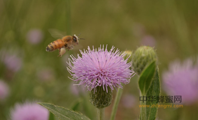 逐步进入流蜜期，流蜜期的蜜蜂该如何管理呢？
