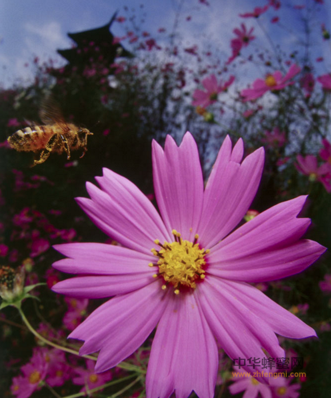 常见单一花种蜂蜜的感官特性！