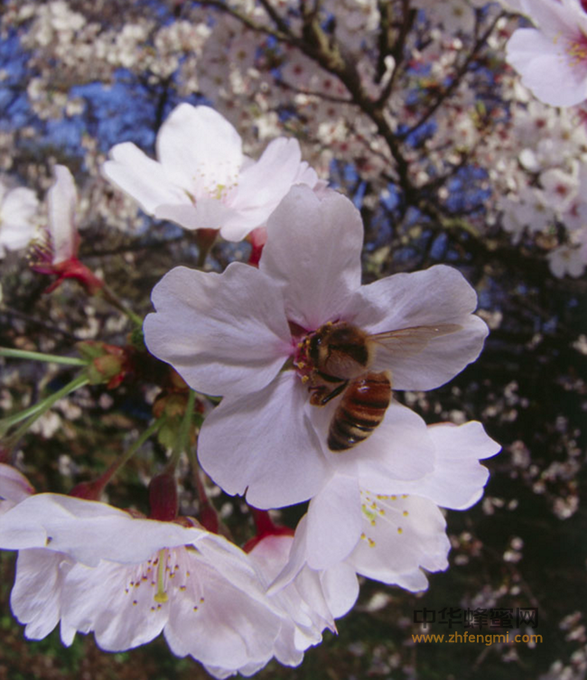 蜂群春繁期几种喂粉方法的比较