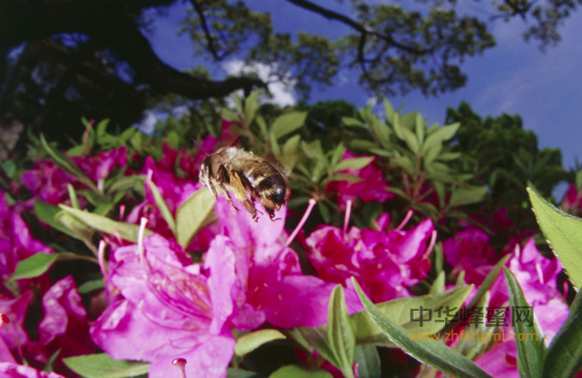 夏天蜂蜜变稀了要扔掉吗？