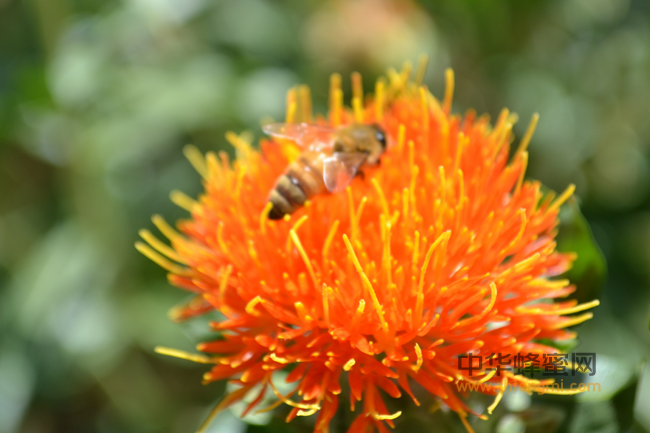 为什么蜂花粉有抗癌的作用？