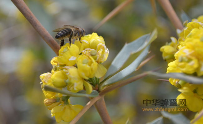蜂蜜种类及作用之枣花蜜