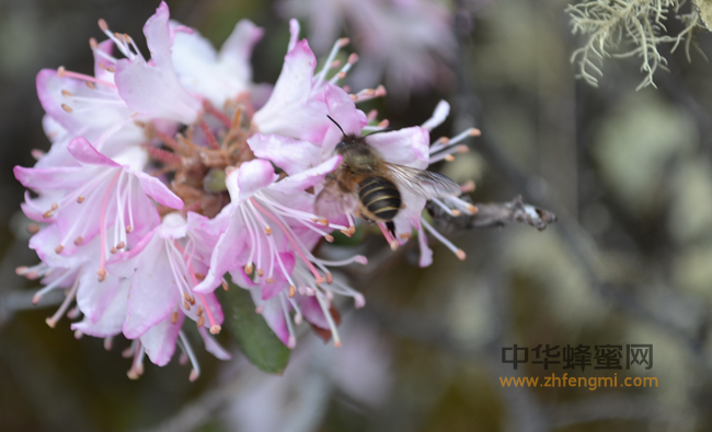 蜂种推介｜吉林省养蜂科学研究所优良蜂种介绍（3）——高加索蜜蜂