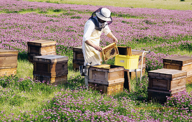 蜂蜜促进伤口愈合，胜过传统抗生素！
