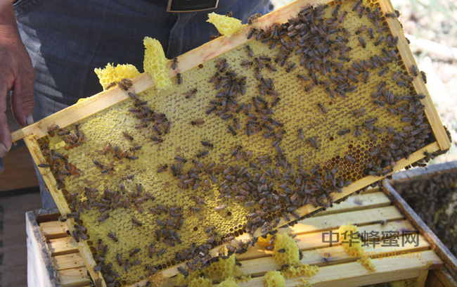 ✅揭秘：好蜂蜜是怎么被干掉的？