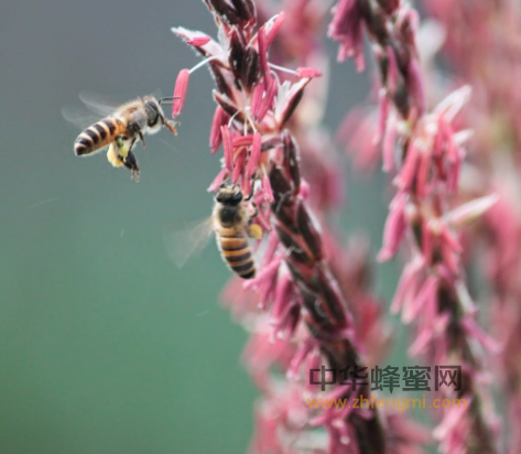 养蜂人为什么越来越难，具体有哪些因素?