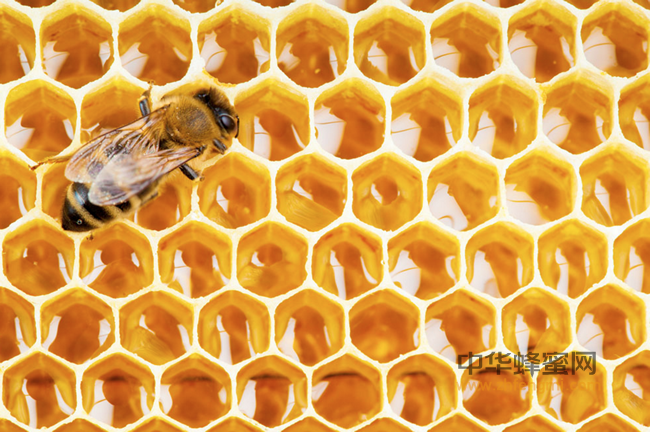 蜂蜜可抗菌消炎促消化，家庭必备！