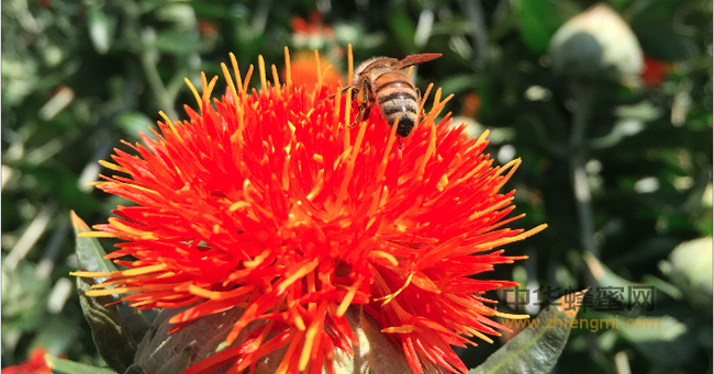 『蜂觅园ㄧ天然╮如初』蜂王浆有那些美容功效?