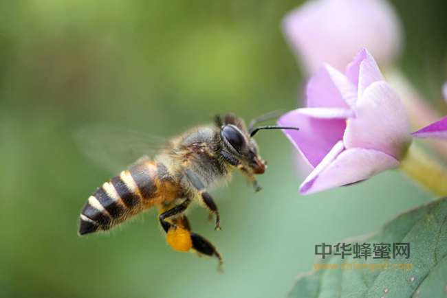 蜂蜜的食用方法大汇总，别说不知道怎么吃蜂蜜了！