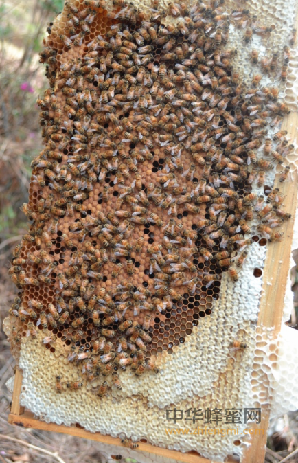 天然成熟蜂蜜——你身边的哆啦A梦