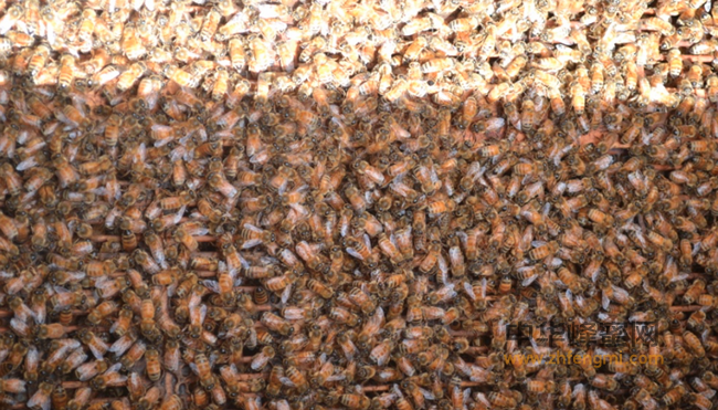 关于蜂蜜的三个问题，看看专家怎么说