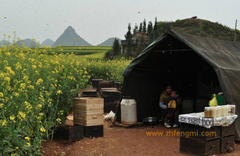 中国数的上的蜜种——椴树蜜，难得的森林蜜种