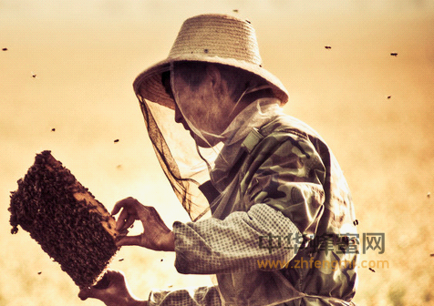 蜂蜜居然是世界上好的抗生素！