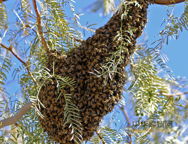 造就蜜蜂强群，做到蜂蜜高产的三点流程！
