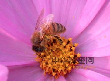 纯天然蜂蜜的明显特征：低温结晶，高温起沫