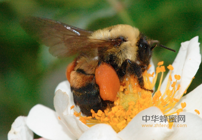 秋季养生多喝蜂蜜，润肺、美颜还减肥