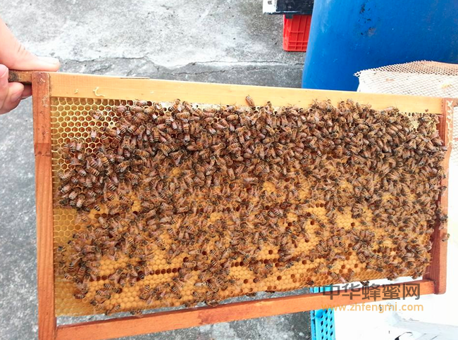 女人与蜂蜜