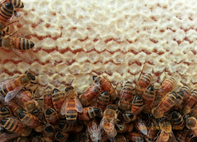 真相：蜂蜜到底不能润肠通便？（招1级代理3名）