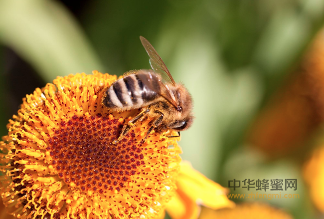 养蜂人为啥能长寿