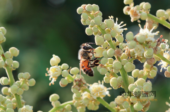 蜜蜂的七大宝，及其对人类的巨大价值和前景分析