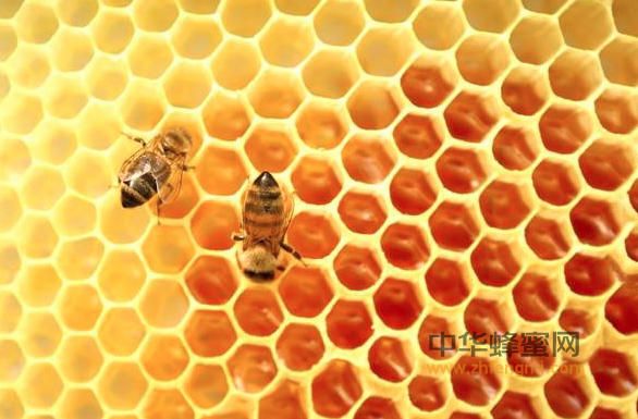 新婚蜜月的传说，原来都和蜂蜜有关！
