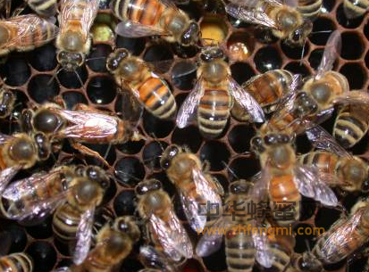 万丰园龙眼蜂蜜稀的原因