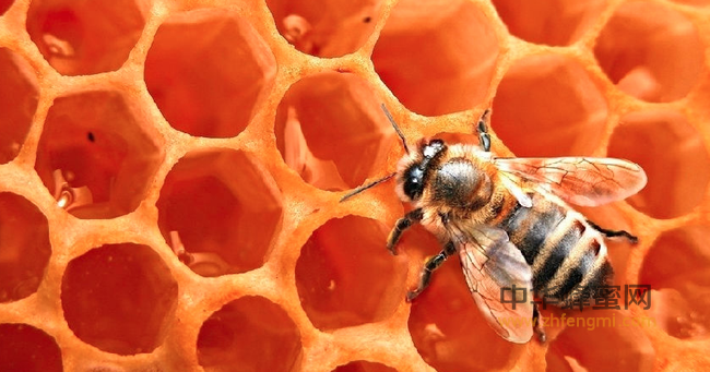 蜂胶：蜜蜂繁衍1.5亿年的奥秘