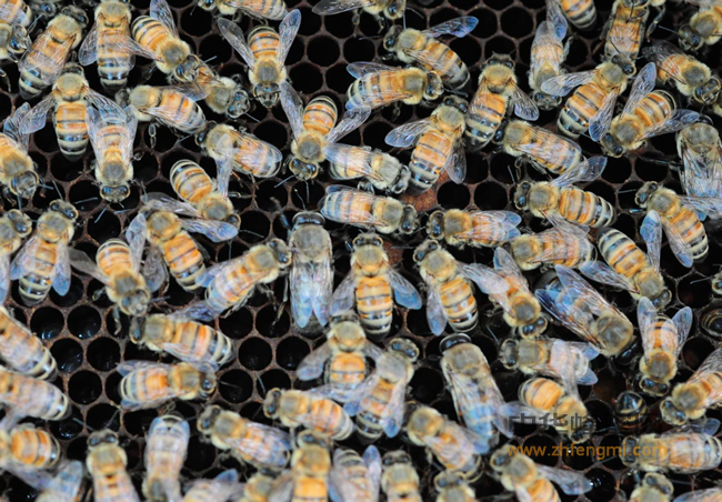 擦亮眼睛，这些蜂蜜都是假的，快看看自家喝的蜂蜜中招了吗？