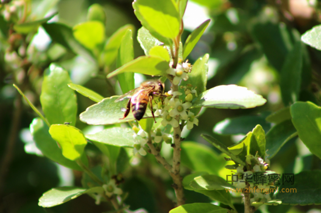 蜜蜂流行病学与预防！