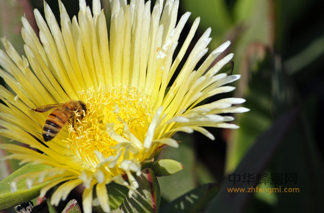 蜂胶——天然的免疫增强剂！