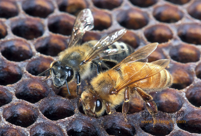 这些蜂蜜根本不存在，2017千万别买！！