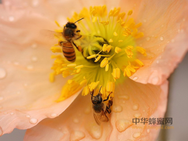 蜂王浆能不能抗病、防癌？看看蜂业专家怎么说！