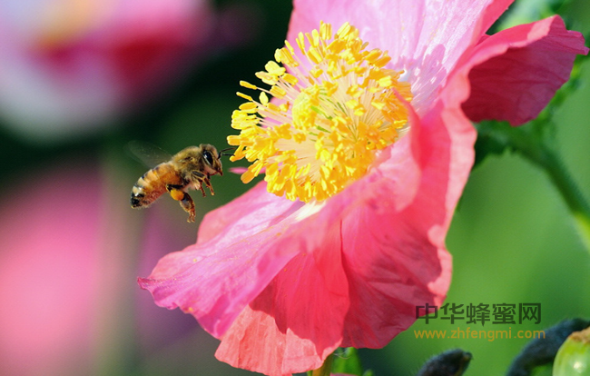 日本对巴西蜂胶的研究（二）